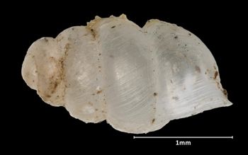 Media type: image;   Malacology 151650 Aspect: lateral